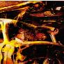 Freddy 5 (20 Ko)