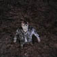 Jason va en enfer (47Ko)